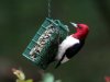 06_red_headed_woodpecker