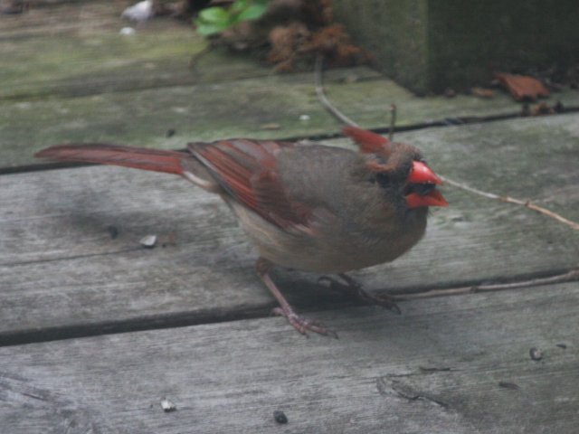 02_lady_cardinal