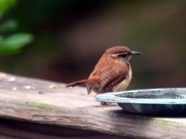 09_wren