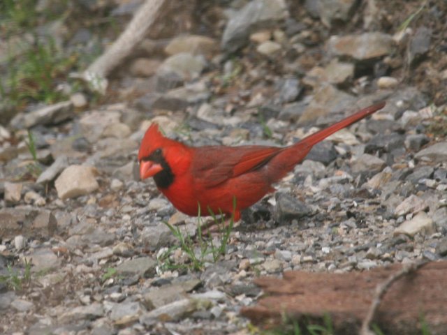 10_male_cardinal