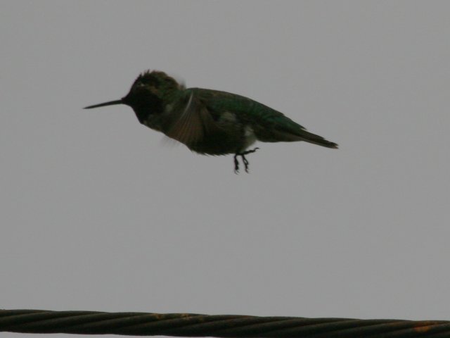 Hummingbird